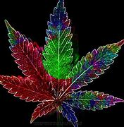 Did You Know Cannabis Is Not Marijuana